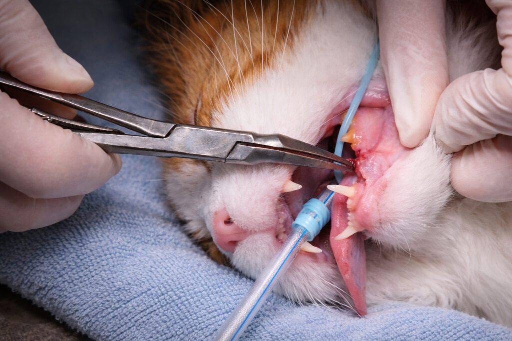 A cat in Ave Maria, Florida receiving dental surgery