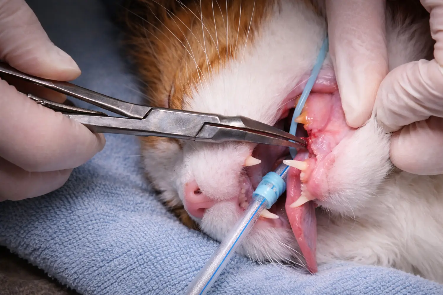A cat in Ave Maria, Florida receiving dental surgery