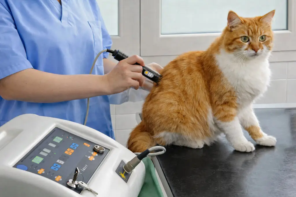 Veterinary care in Ave Maria Florida A cat in receiving Cold Laser Therapy