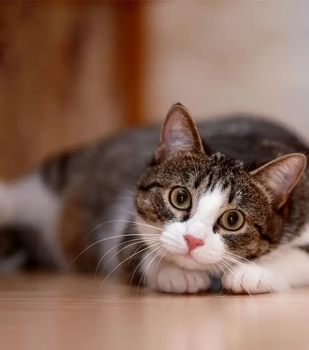 Cat lying on the ground - contact us