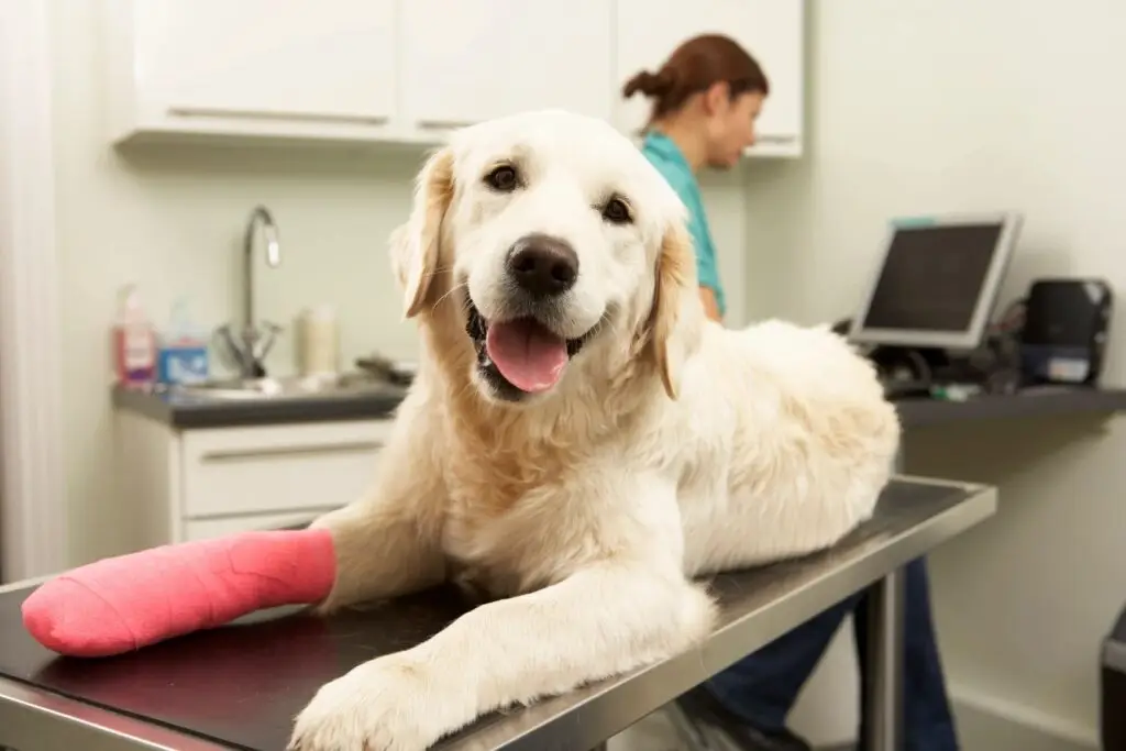 news and specials - golden retriever with paw wrapped in a red bandage at the vet office