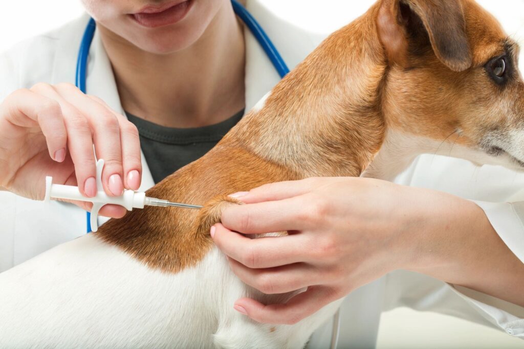 a vaccinaion being administered to a dog