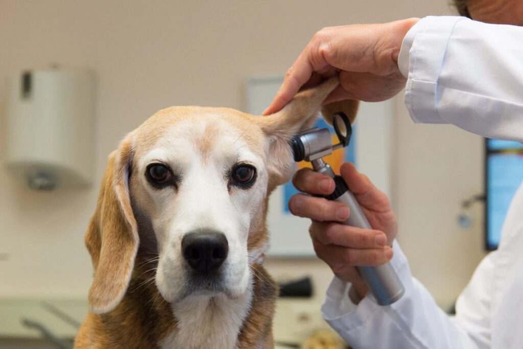 basset hound getting an ear exam