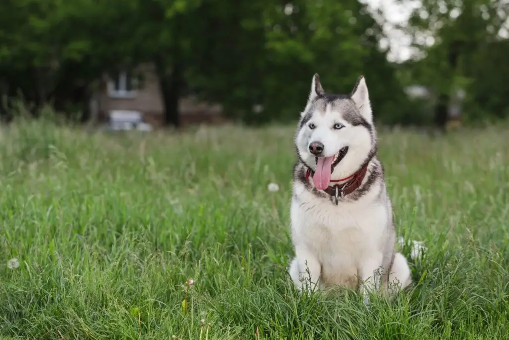 A husky in Ave Maria, Florida after dog teeth cleaning
