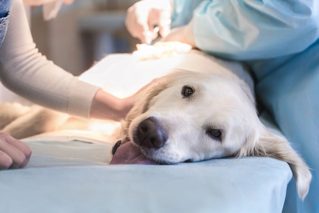 Golden Labrador on a surgical table - veterinary services in Ave Maria, Florida