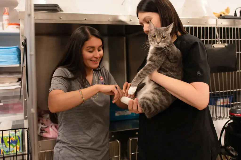 Veterinarian in Ave Maria Florida