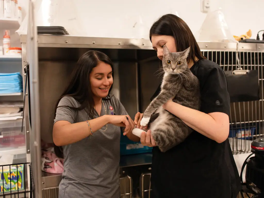 Services at Faithful Friends Animal Hospital Ave Maria Florida