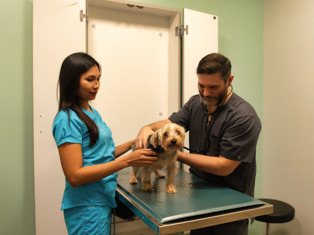 spay and neutering services at Faithful Friends Animal Hopsital