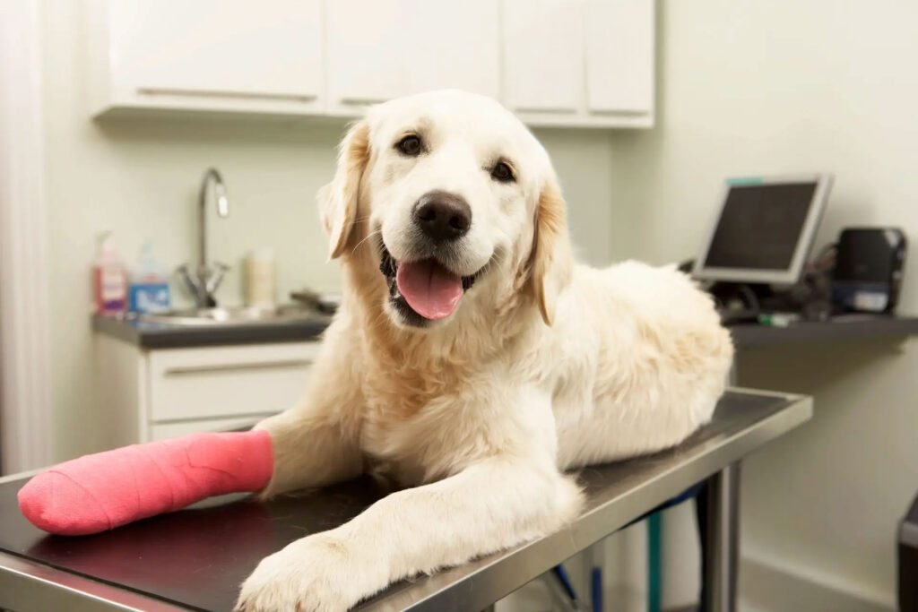 Golden Retriever on a table at the veterinarian with leg bandaged