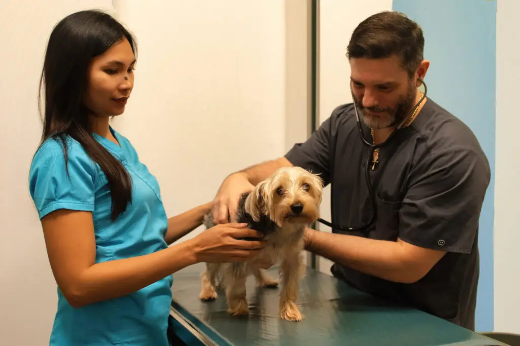 veterinarian in Ave Maria Florida prepping a dog for surgery